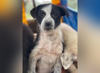 Zephira, geb. ca. 10/2025, lebt in GRIECHENLAND, auf einer privaten Pflegestelle