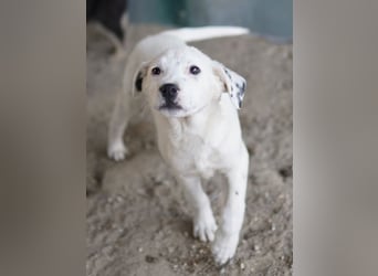 Yaspi, geb. ca. 01/2026, lebt in GRIECHENLAND, auf einer privaten Pflegestelle