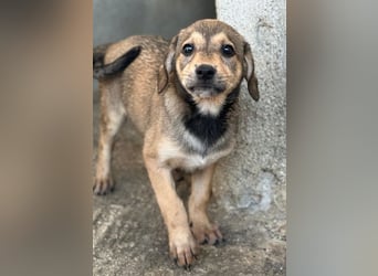 Lotte, geb. ca. 05/2026, lebt in GRIECHENLAND, im städt. Tierheim Serres