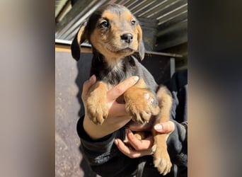 Loxana, geb. 12/2025, lebt in GRIECHENLAND, auf einer privaten Pflegestelle