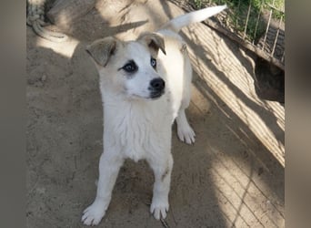 Maple, geb. ca. 12/2025, lebt auf einer Pflegestelle in 52531 Übach-Palenberg