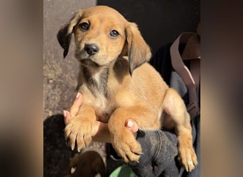 Lorex, geb. ca. 12/2025, lebt in GRIECHENLAND, auf einer privaten Pflegestelle