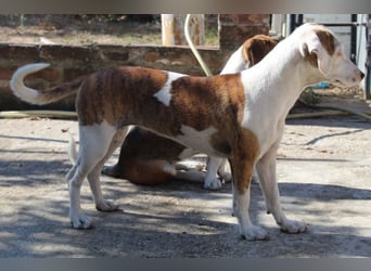 Nivara, geb. ca. 11/2024, lebt in GRIECHENLAND, auf einer privaten Pflegestelle