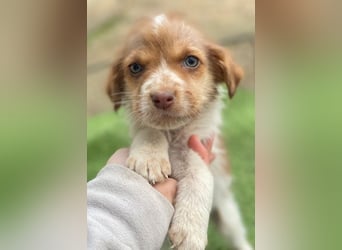 Nyli, geb. ca. 10/2025, lebt in GRIECHENLAND, auf einer privaten Pflegestelle