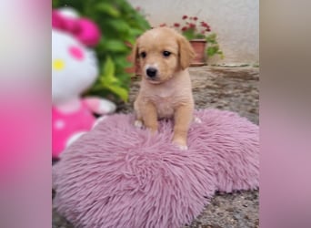 Milly-Anne, geb. ca. 04/2026, lebt in GRIECHENLAND, auf einer privaten Pflegestelle