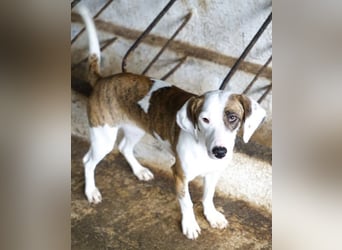 Nivara, geb. ca. 11/2024, lebt in GRIECHENLAND, auf einer privaten Pflegestelle