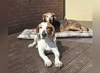 Zack, geb. ca. 10/2022, lebt auf einer Pflegestelle in 23556 Lübeck