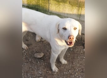 Gianna, geb. ca. 02/2022, lebt in GRIECHENLAND, im städt. Tierheim Serres