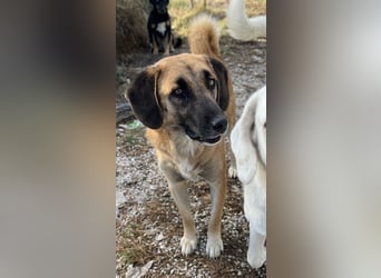Fritz, geb. ca. 05/2022, lebt in GRIECHENLAND, im städt. Tierheim Serres