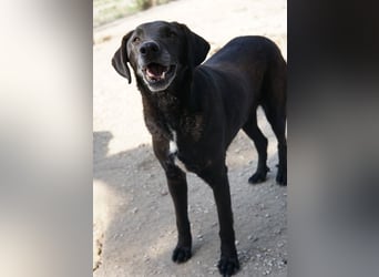 Chelion, geb. ca. 11/2018, lebt in GRIECHENLAND, im städt. Tierheim Serres