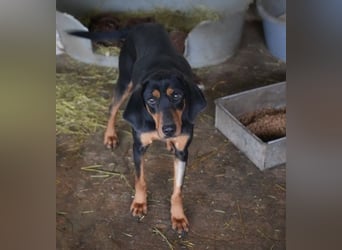 Frida, geb. ca. 01/2025, lebt in GRIECHENLAND, auf einer privaten Pflegestelle