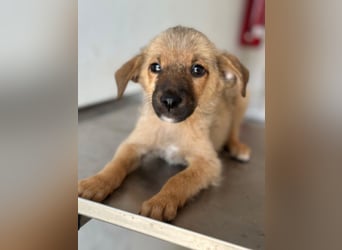 Ronja, geb. ca. 04/2026, lebt in GRIECHENLAND, auf einer privaten Pflegestelle