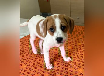 Sprite, geb. ca. 11/2025, lebt in GRIECHENLAND, auf einer privaten Pflegestelle