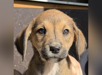 Lurelia, geb. 12/2025, lebt in GRIECHENLAND, auf einer privaten Pflegestelle