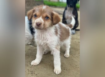 Nyli, geb. ca. 10/2025, lebt in GRIECHENLAND, auf einer privaten Pflegestelle