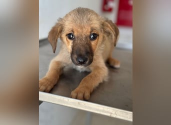 Ronja, geb. ca. 04/2026, lebt in GRIECHENLAND, auf einer privaten Pflegestelle