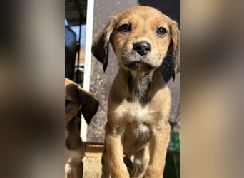 Lorex, geb. ca. 12/2025, lebt in GRIECHENLAND, auf einer privaten Pflegestelle