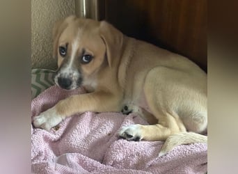 Cola, geb. ca. 11/2025, lebt in GRIECHENLAND, auf einer privaten Pflegestelle