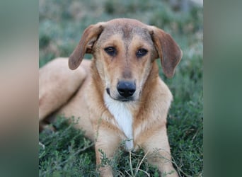 Henning, geb. ca. 12/2023, lebt in GRIECHENLAND, im städt. Tierheim Serres