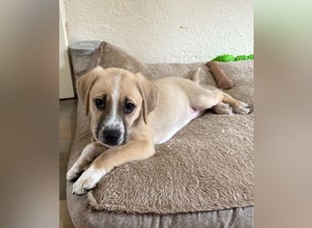 Cola, geb. ca. 11/2025, lebt in GRIECHENLAND, auf einer privaten Pflegestelle