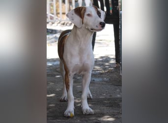 Nivara, geb. ca. 11/2024, lebt in GRIECHENLAND, auf einer privaten Pflegestelle