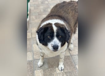 Linda, geb. ca. 09/2015, lebt in GRIECHENLAND, auf einer privaten Pflegestelle