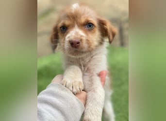 Nyli, geb. ca. 10/2025, lebt in GRIECHENLAND, auf einer privaten Pflegestelle