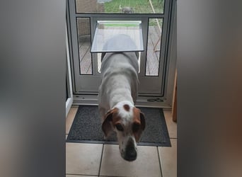 Zack, geb. ca. 10/2022, lebt auf einer Pflegestelle in 23556 Lübeck