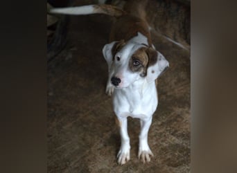 Nivara, geb. ca. 11/2024, lebt in GRIECHENLAND, auf einer privaten Pflegestelle