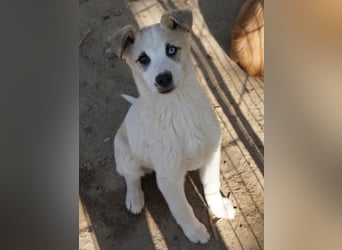 Maple, geb. ca. 12/2025, lebt auf einer Pflegestelle in 52531 Übach-Palenberg
