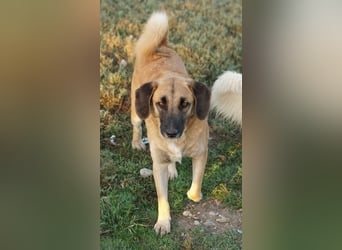 Fritz, geb. ca. 05/2022, lebt in GRIECHENLAND, im städt. Tierheim Serres