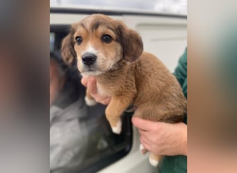 Barnes, geb. ca. 10/2025, lebt in GRIECHENLAND, im städt. Tierheim Serres