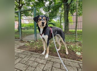 Bijou, geb. ca. 06/2025, lebt bei einer Familie in 23936 Grevesmühlen, Vermittlungshilfe