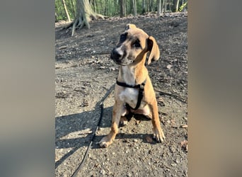 Dickie, geb. ca. 11/2025, lebt bei einer Familie in 46236 Bottrop