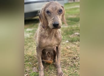 Tharu, geb. ca. 01/2024, lebt in GRIECHENLAND, im städt. Tierheim Serres, Vermittlungshilfe