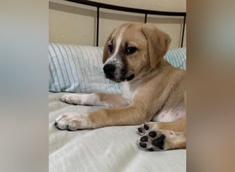 Cola, geb. ca. 11/2025, lebt in GRIECHENLAND, auf einer privaten Pflegestelle