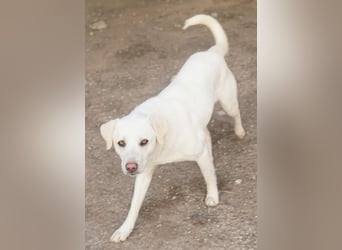 Gianna, geb. ca. 02/2022, lebt in GRIECHENLAND, im städt. Tierheim Serres