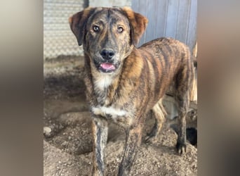 Fiyero, geb. ca. 07/2025, lebt in GRIECHENLAND, im städt. Tierheim Serres