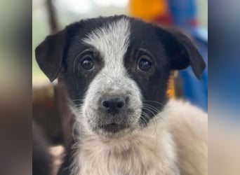 Zephira, geb. ca. 10/2025, lebt in GRIECHENLAND, auf einer privaten Pflegestelle