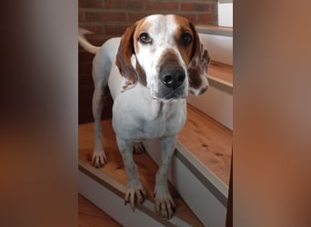 Zack, geb. ca. 10/2022, lebt auf einer Pflegestelle in 23556 Lübeck