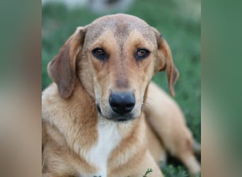 Henning, geb. ca. 12/2023, lebt in GRIECHENLAND, im städt. Tierheim Serres