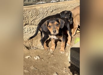 Loxana, geb. 12/2025, lebt in GRIECHENLAND, auf einer privaten Pflegestelle