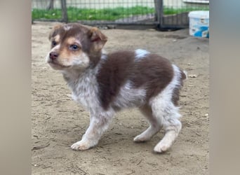 Krysante, geb. ca. 10/2025, lebt in GRIECHENLAND, auf einer privaten Pflegestelle