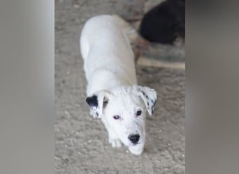 Yaspi, geb. ca. 01/2026, lebt in GRIECHENLAND, auf einer privaten Pflegestelle