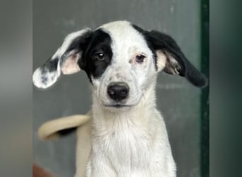 Dani, geb. ca. 02/2026, lebt in GRIECHENLAND, im städt. Tierheim Serres