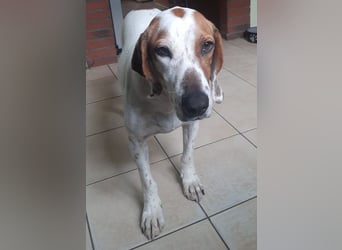 Zack, geb. ca. 10/2022, lebt auf einer Pflegestelle in 23556 Lübeck