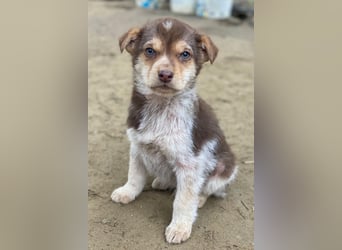 Krysante, geb. ca. 10/2025, lebt in GRIECHENLAND, auf einer privaten Pflegestelle