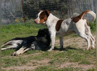 Titus geb. ca. 04/2025, lebt in GRIECHENLAND, auf einer privaten Pflegestelle