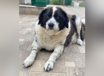 Linda, geb. ca. 09/2015, lebt in GRIECHENLAND, auf einer privaten Pflegestelle