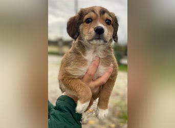 Barnes, geb. ca. 10/2025, lebt in GRIECHENLAND, im städt. Tierheim Serres